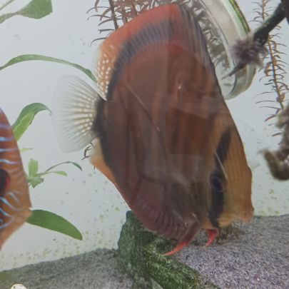 Discus et autre poisson #1