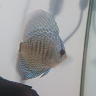 Discus et autre poisson #0