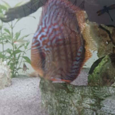 Discus et autre poisson #3
