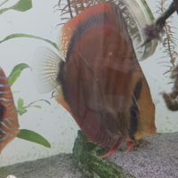 Discus et autre poisson #1