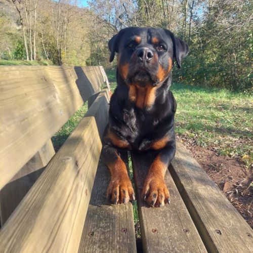 Belle-rottweiller 10ans