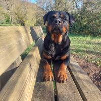 Belle-rottweiller 10ans
