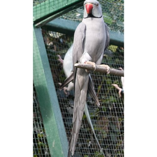 Perruche à collier grise - 22000 - unCompagnon.fr