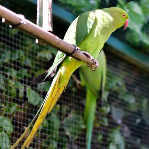 Perruche à collier verte