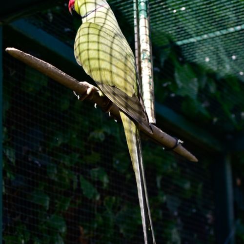 Perruche à collier vert olive - 22000 - unCompagnon.fr