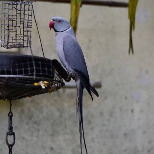 Perruche à collier violette