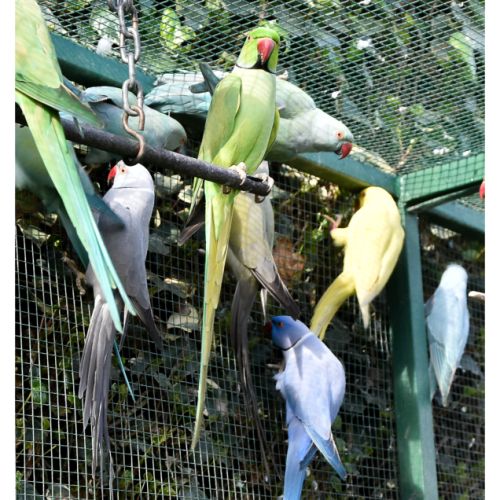 Perruche à collier - 22000 - unCompagnon.fr