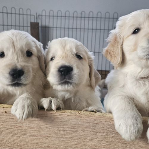 Dernières dispos - golden retriever lof #3