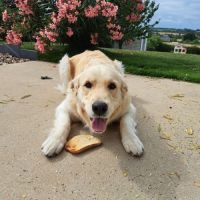 Dernières dispos - golden retriever lof #2
