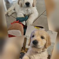 Dernières dispos - golden retriever lof