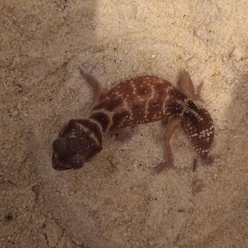 Gecko nephrurus levis pilbarensis #1