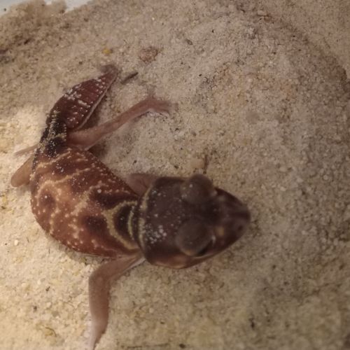 Gecko nephrurus levis pilbarensis #2