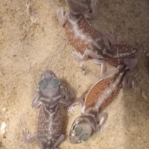 Gecko nephrurus levis pilbarensis #4