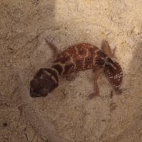 Gecko nephrurus levis pilbarensis #1