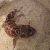 Gecko nephrurus levis pilbarensis #2