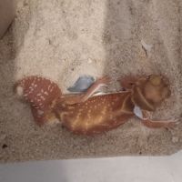 Gecko nephrurus levis pilbarensis #3