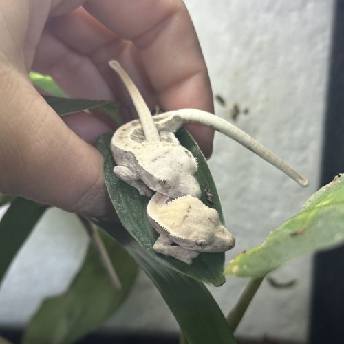 Gecko à crête lilly white #3