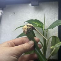 Gecko à crête lilly white #1