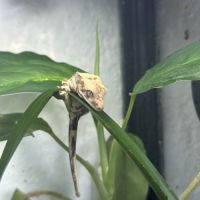 Gecko à crête lilly white #2