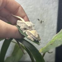 Gecko à crête lilly white