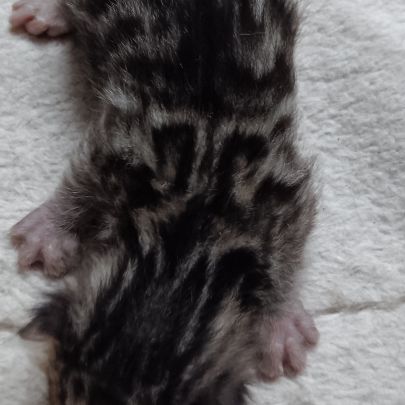 Chaton bengal #2