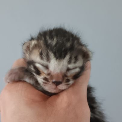 Chaton bengal #3