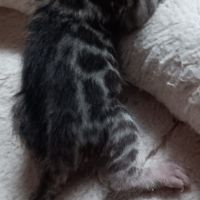 Chaton bengal #1