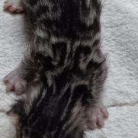 Chaton bengal #2