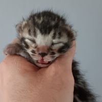 Chaton bengal #4