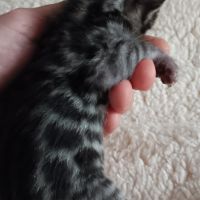 Chaton bengal #5