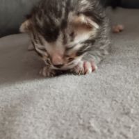 Chaton bengal