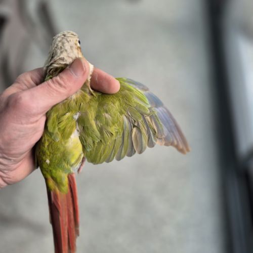 Magnifique femelle ananas cinnamon reproductrice #3