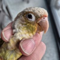 Magnifique femelle ananas cinnamon reproductrice