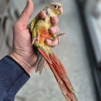 Magnifique femelle ananas cinnamon reproductrice #2