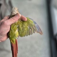 Magnifique femelle ananas cinnamon reproductrice #3