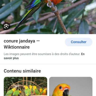 Jeune conure aratinga jandaya/ cousin soleil #2