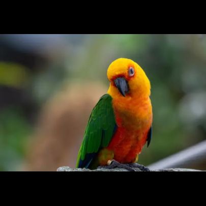 Jeune conure aratinga jandaya/ cousin soleil #0