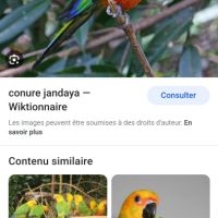 Jeune conure aratinga jandaya/ cousin soleil #2