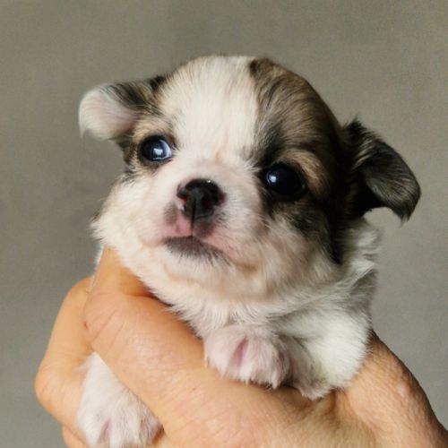 Superbes petits bébés chihuahua poils longs #3