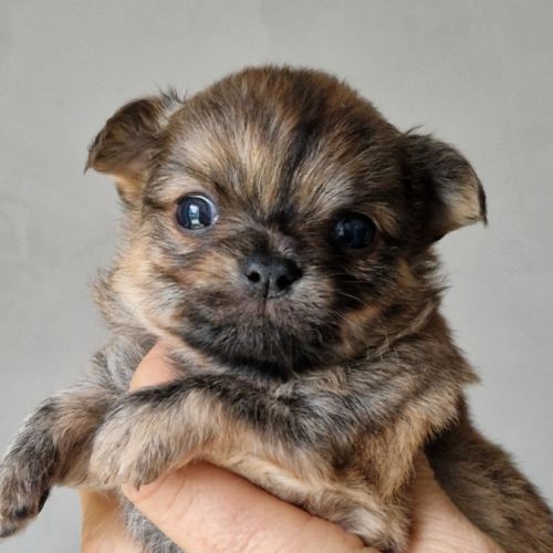 Superbes petits bébés chihuahua poils longs #0