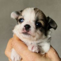 Superbes petits bébés chihuahua poils longs #3