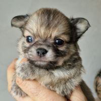 Superbes petits bébés chihuahua poils longs #5