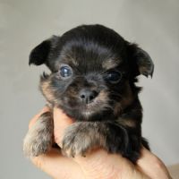 Superbes petits bébés chihuahua poils longs #6