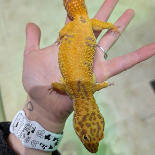 Gecko léopard #1