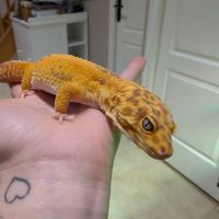 Gecko léopard