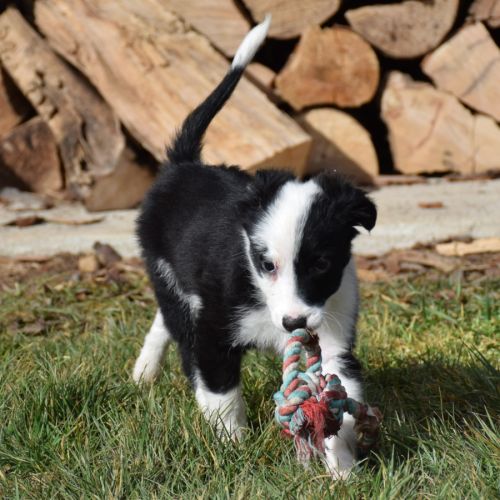 Chiot mâle croisé border collie ! #2