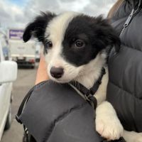 Chiot mâle croisé border collie !