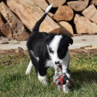 Chiot mâle croisé border collie ! #2