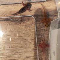Jeunes axolotls #2