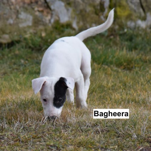 Chiot femelle x border collie à l'adoption #1